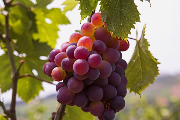 grapes_szőlő